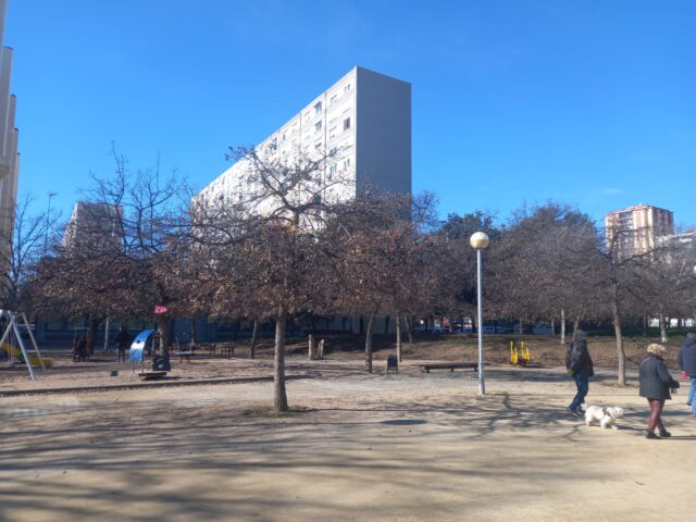 Una petita arbreda de roures agonitza al parc de Bellvitge