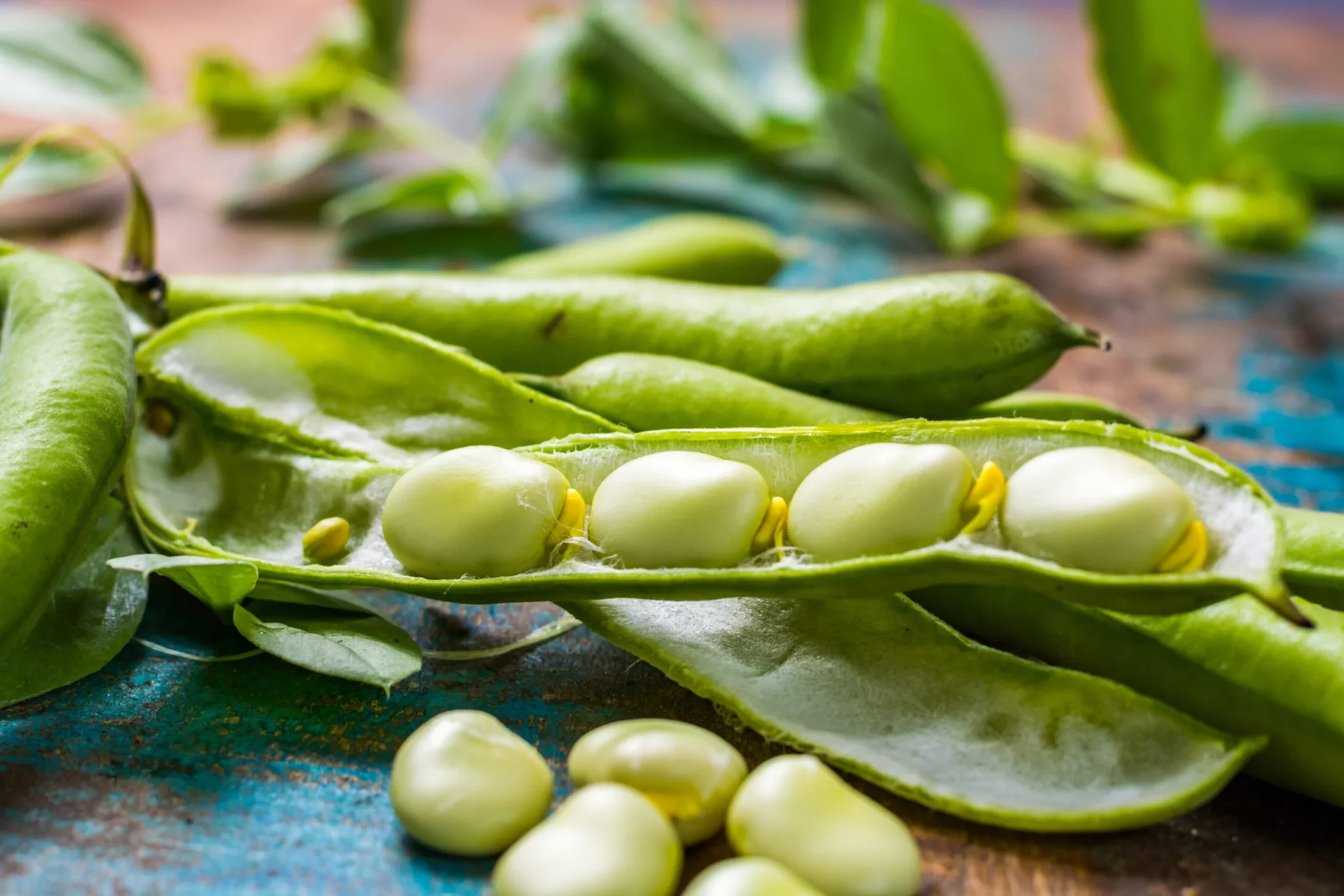 LES FAVES DE L’ESTEVET