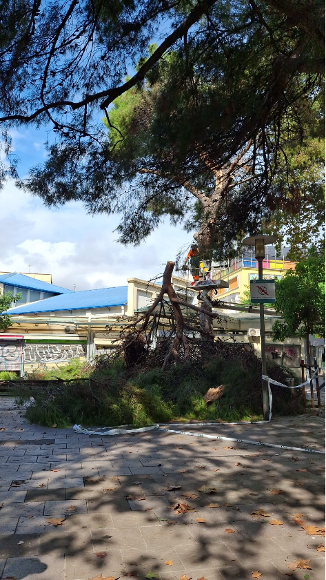 Aquí falta un Arbre. Una iniciativa comunitària de mapatge de la situació dels escocells al barri de Santa Eulàlia
